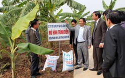 “Ba nhành lá cọ” tiếp tục sát cánh Tự hào nông dân Việt Nam
