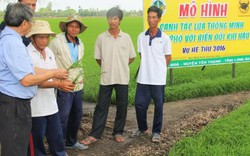 Biến nông dân thành chuyên gia trong canh tác lúa thông minh