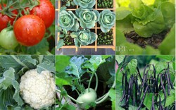 6 loại rau củ quả bạn nên trồng ngay trong tháng 10,11 này
