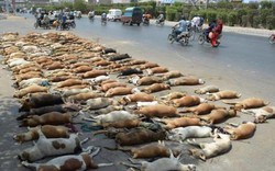 Lo cho dân, Pakistan giết hơn 1.000 con chó