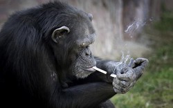 Tinh tinh trong vườn thú Triều Tiên hút thuốc như người
