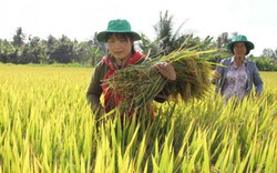 Không tên tuổi, gạo Việt thua đau: Nâng chất, bỏ đua số lượng
