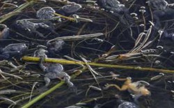 10.000 con ếch quý hiếm chết đột ngột ở Peru