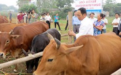 Chăn nuôi gia súc, gia cầm: Chọn đúng thế mạnh để “gửi vàng” xuất khẩu