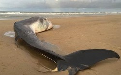 Cá voi lưng xám khổng lồ 12m dạt bờ biển nước Anh