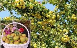 "Lác mắt" vườn lê, táo sai lúc lỉu của bà mẹ Việt Kiều