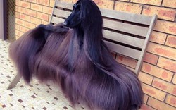 Chú chó nổi tiếng vì lông dài lượt thượt như suối tóc