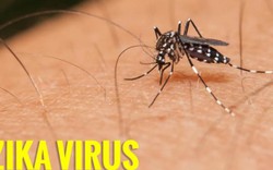 Dịch bệnh do virus Zika sẽ tiếp tục bùng phát