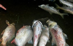 Lại hàng nghìn con cá chết nổi trên hồ Linh Đàm Hà  Nội