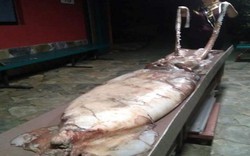 Xác mực nặng 105 kg dạt vào bờ biển Tây Ban Nha