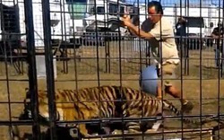Mỹ: Hổ Bengal bất ngờ tấn công, kéo lê HLV trong hội chợ