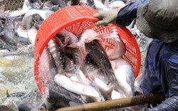 Nhiều tín dụng ưu đãi cho cá tra