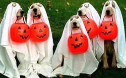 "Nô nức" cùng chó mèo đi dự lễ hội Halloween