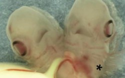 Lần đầu tiên tìm thấy phôi thai cá mập hai đầu