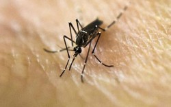 Thả hàng triệu con muỗi biến đổi gen để giết... muỗi