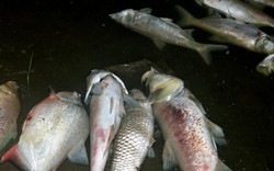 Cá chết ở hồ Linh Đàm do “thời tiết”?