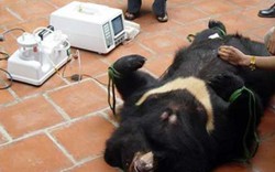 Gấu nuôi - “máy in tiền” thành cục nợ