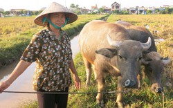 Có trâu để nuôi, có nước sạch để dùng...