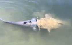 Video: Cá trê "khủng" tham ăn, gang mồm nuốt đồng loại