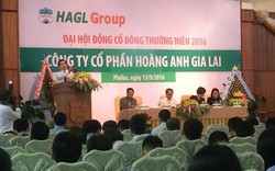 Hoàng Anh Gia Lai - “con bò” bị vắt kiệt sức?