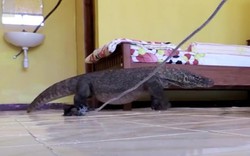 Indonesia: Rồng Komodo khổng lồ ẩn trong phòng khách sạn