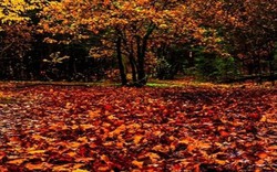Lý giải nguyên nhân lá cây thường rụng vào mùa thu