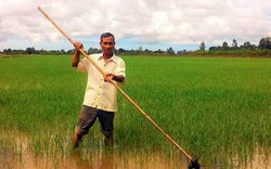 “Bà đỡ” nông dân ở bán đảo Cà Mau