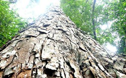 Độc đáo quần thể rừng nghiến nghìn năm tuổi ở Phú Thọ