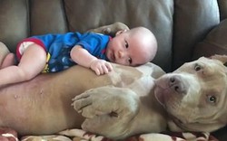 Video: Chó khổng lồ dỗ trẻ em dịu dàng như người mẹ