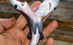 Bí ẩn cá mập 2 đầu xuất hiện tràn lan khắp thế giới