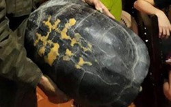 “Cụ” rùa 16 kg được thả về tự nhiên