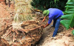 "Cụ cây" Kim Mã được chăm sóc bằng thảo dược và thuốc quý