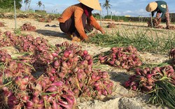 Hành Lý Sơn bất ngờ đạt năng suất cao kỷ lục