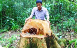 Bình Định: "Chảy máu" rừng, công an vào cuộc điều tra