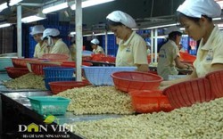 Việt Nam đẩy mạnh phát triển điều sạch