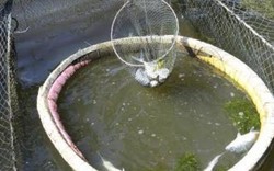Thừa Thiên-Huế: Hơn 7 tấn cá trên đầm phá chết bất thường