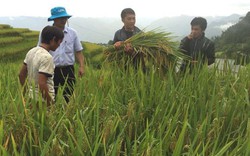 Dùng phân bón DAP Lào Cai: Năng suất lúa tăng, nhà nông thêm thu nhập