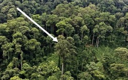 Cận cảnh cây nhiệt đới cao nhất thế giới ở Malaysia