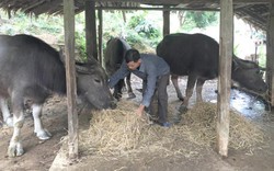 NTM Tuyên Quang: Chủ động dự trữ thức ăn cho gia súc trong mùa đông