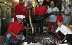 “Tứ quý” cá khủng từ sông Mê Kông “bơi” về Hà Nội
