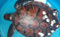 Quảng Nam: Thả rùa biển quý hiếm mắc lưới ngư dân