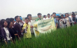 Nông dân học tập kinh nghiệm sản xuất lúa thông minh tại Thái Lan
