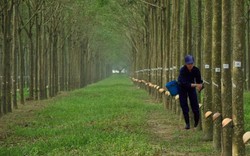 Giá cao su tăng có cứu được bầu Đức?