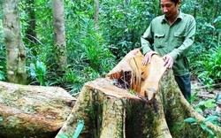 Vụ “chảy máu” rừng ở Bình Định: Báo cáo Chủ tịch tỉnh trước ngày 20.11