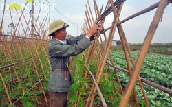 Rau an toàn vẫn chưa “rộng đường” vào siêu thị