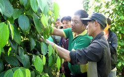 Phân bón Phú Mỹ giúp cà phê, hồ tiêu Gia Lai sinh trưởng tốt, năng suất cao
