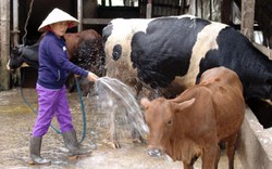 Chăn nuôi  trong “vùng đất chết”: Bò chết non và quái thai