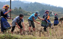 Mù Cang Chải: Người Mông không cho đất nghỉ