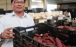 “Lên đời” cho khoai lang, dứa bằng công nghệ Nhật Bản