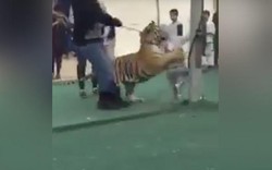 Bé gái bị hổ dữ tấn công giữa chợ ở Ả Rập Saudi